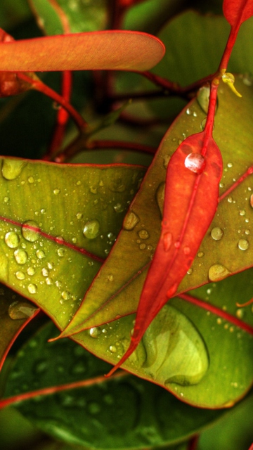 Das Red And Green Leaves Wallpaper 360x640