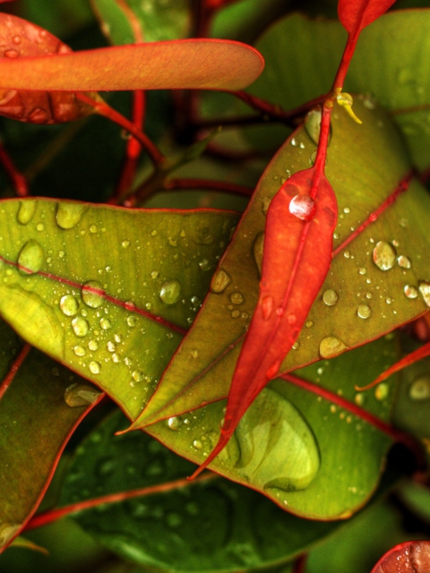 Das Red And Green Leaves Wallpaper 480x640