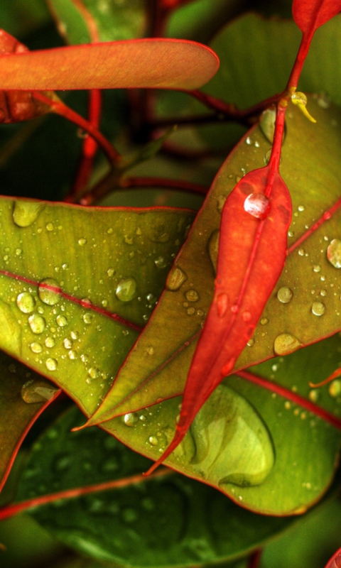 Das Red And Green Leaves Wallpaper 480x800