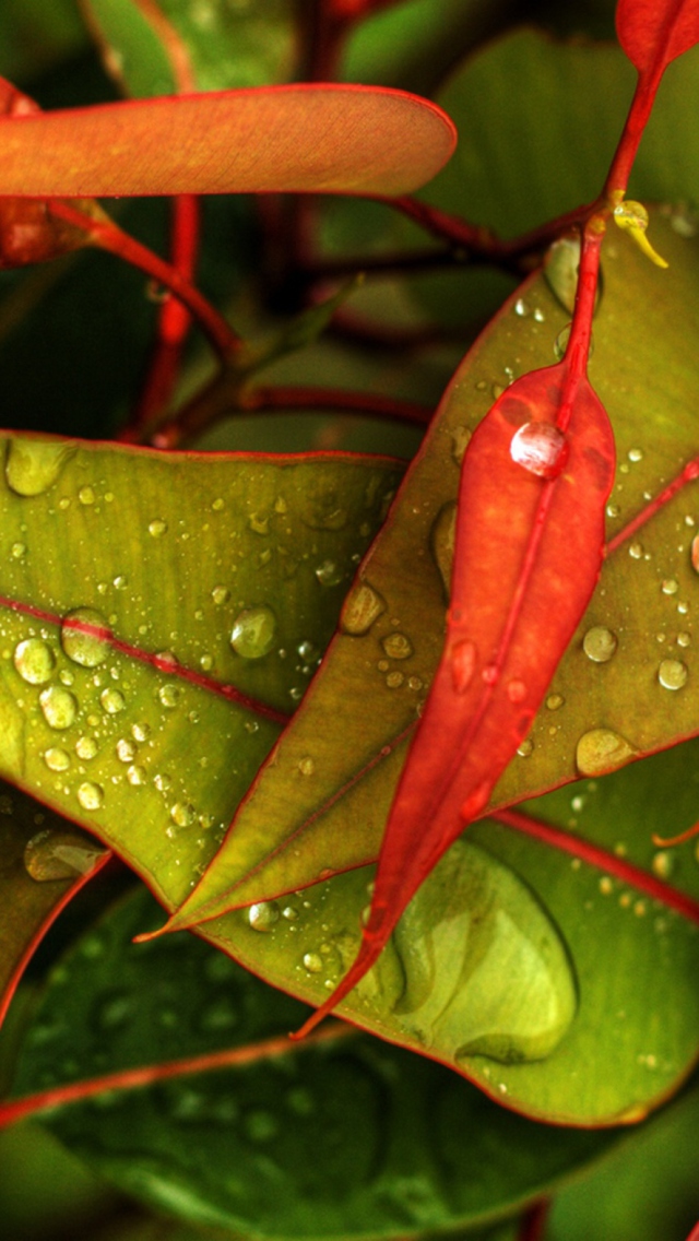 Red And Green Leaves screenshot #1 640x1136