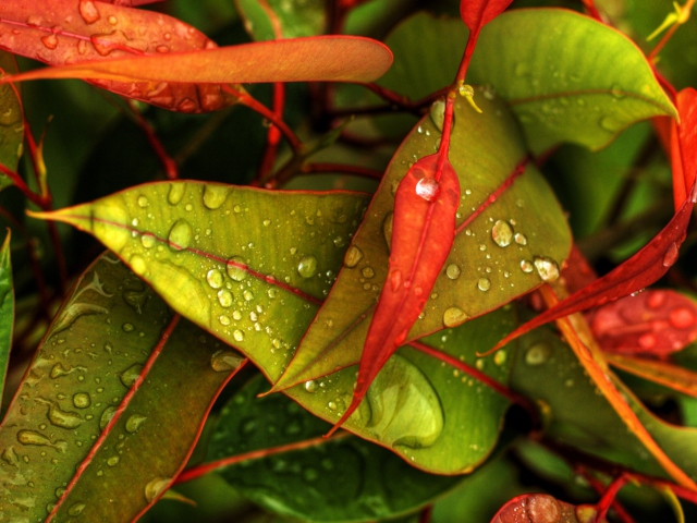 Red And Green Leaves wallpaper 640x480