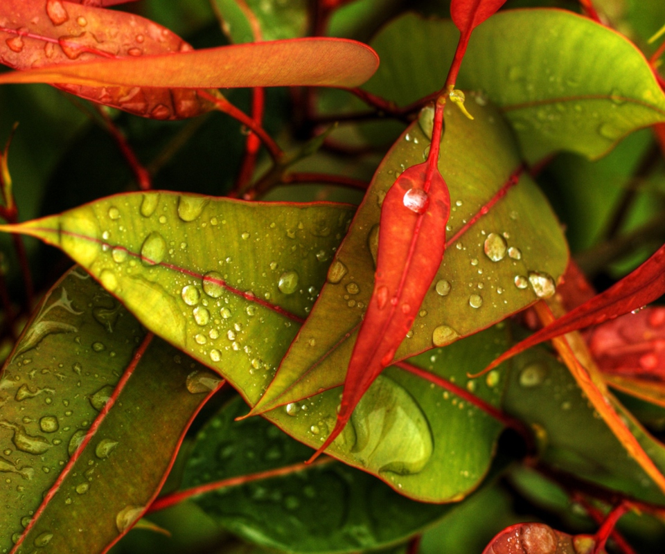 Red And Green Leaves wallpaper 960x800