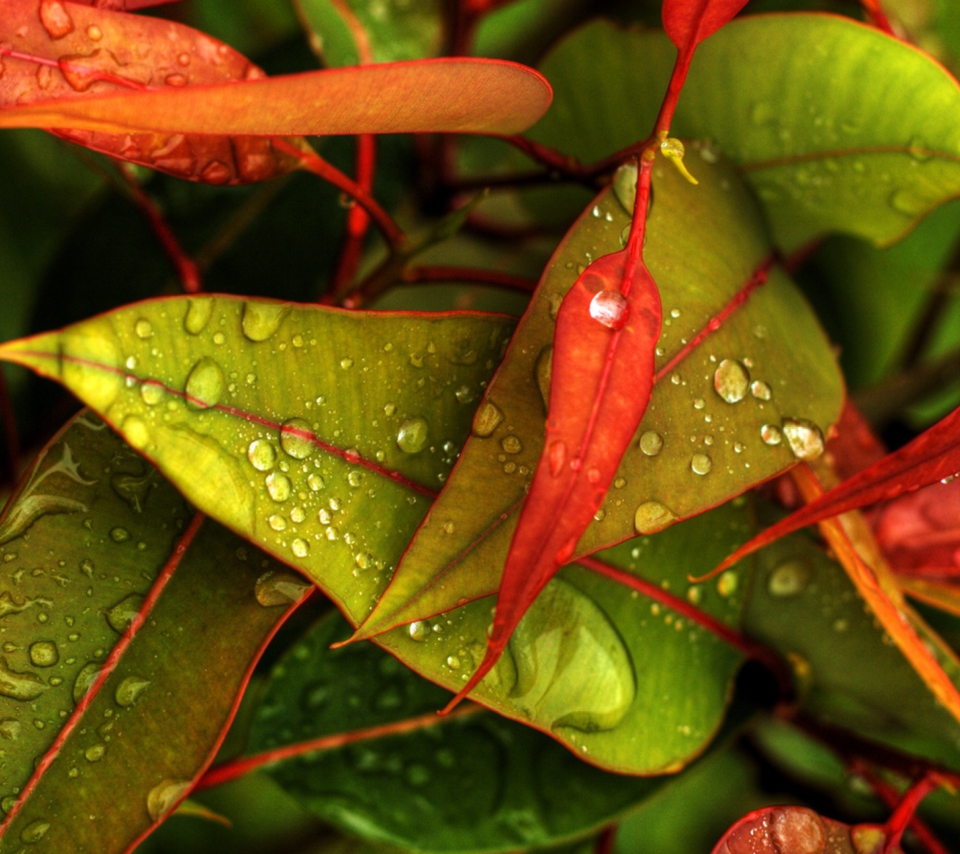 Das Red And Green Leaves Wallpaper 960x854