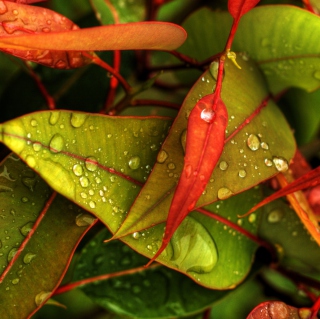 Red And Green Leaves - Obrázkek zdarma pro iPad 3