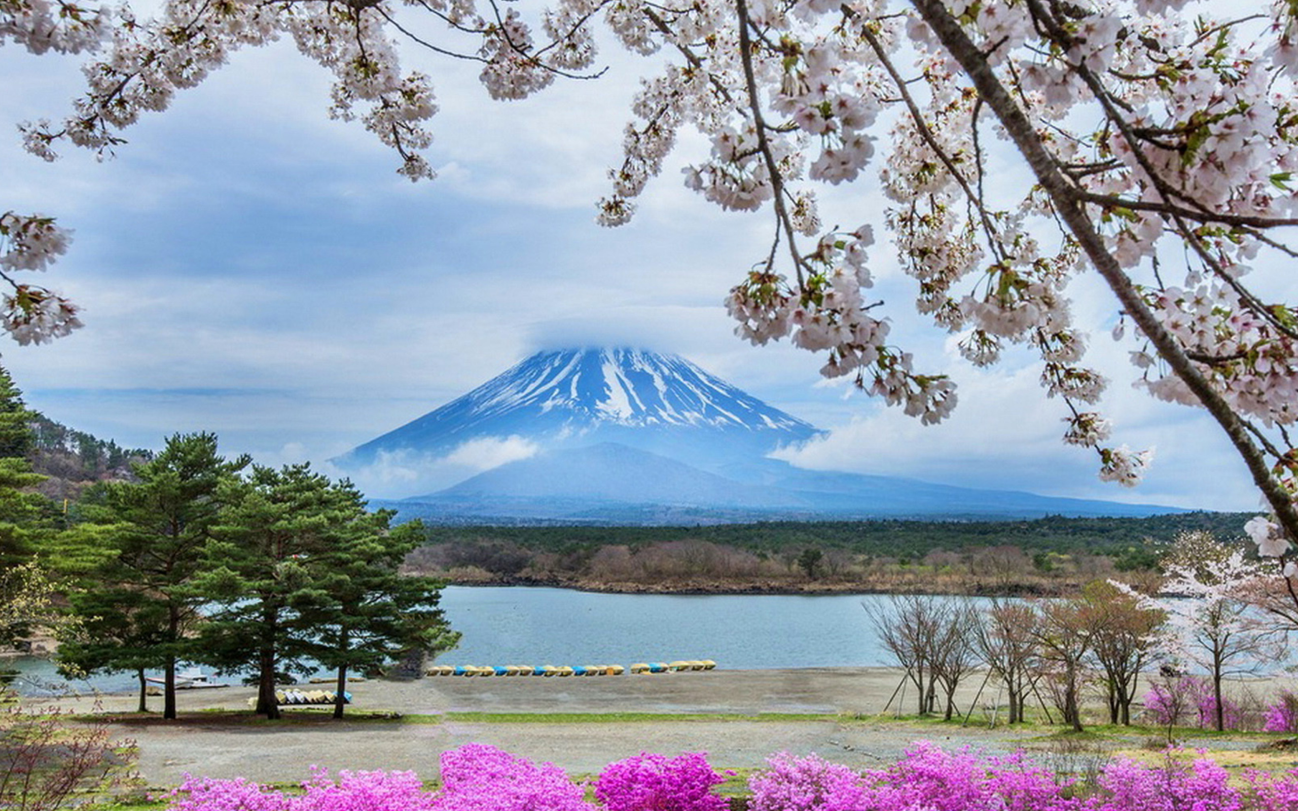 Розовые деревья в горах. Гора Фудзияма в Японии. Япония гора Фудзияма и Сакура. Япония Фудзи Сакура пейзаж. Япония цветение Фудзи.