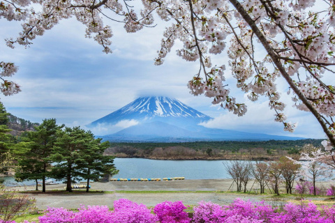 Das Spring in Japan Wallpaper 480x320