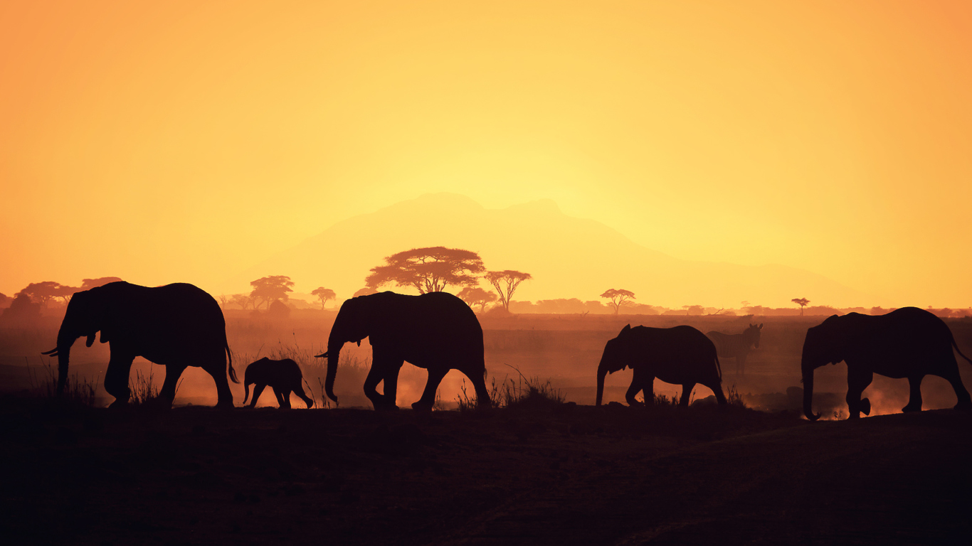 Screenshot №1 pro téma African Silhouettes 1366x768