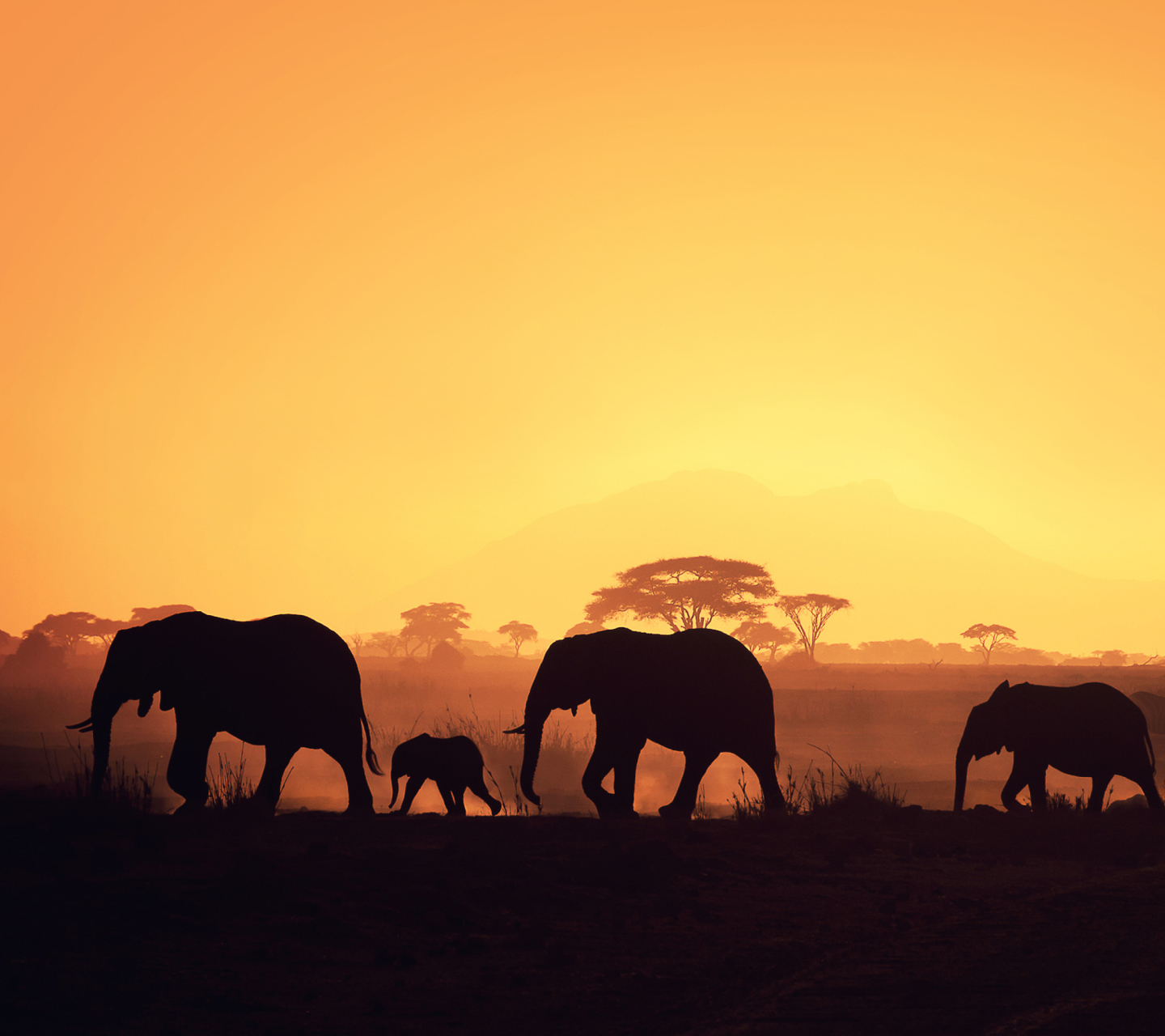 Das African Silhouettes Wallpaper 1440x1280