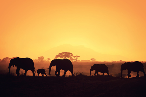 Das African Silhouettes Wallpaper 480x320