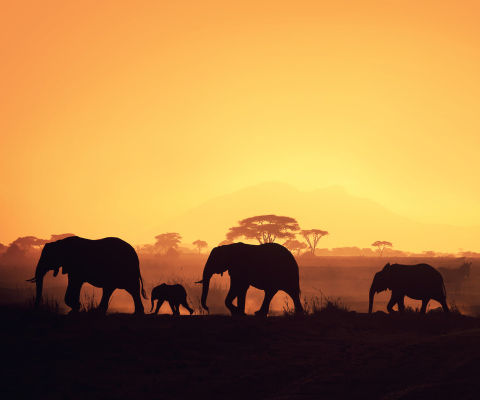 African Silhouettes wallpaper 480x400
