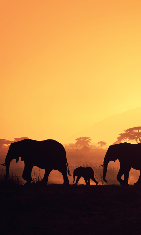 African Silhouettes wallpaper 480x800