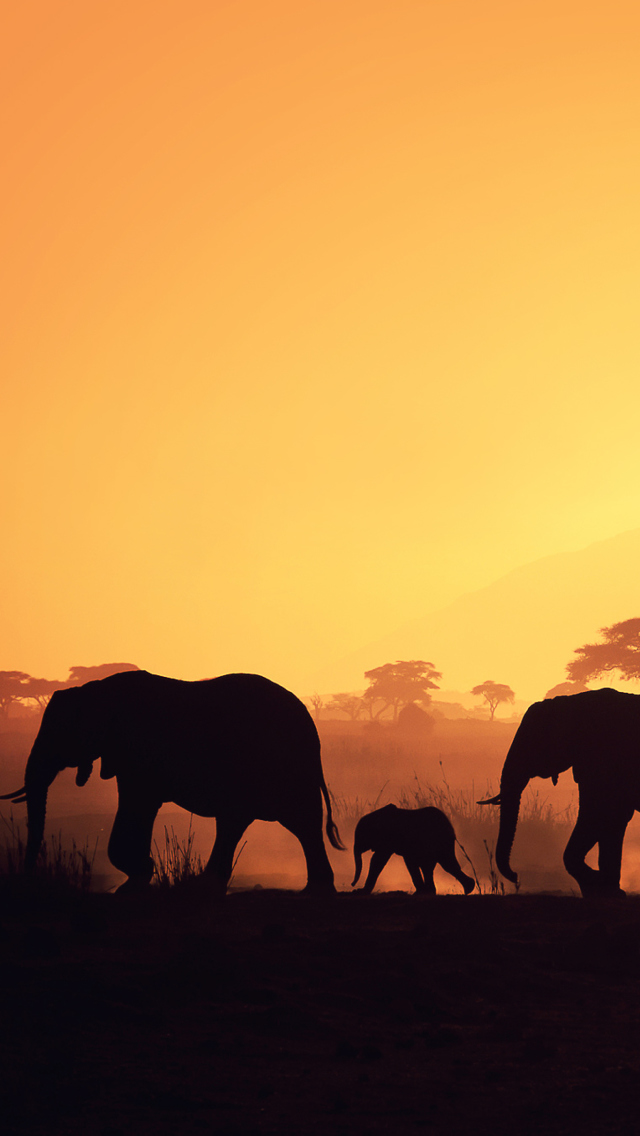 Fondo de pantalla African Silhouettes 640x1136