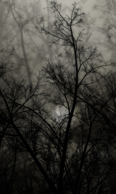 Dark Forest screenshot #1 240x400