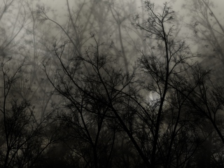 Dark Forest screenshot #1 320x240
