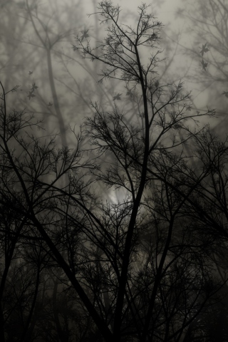 Dark Forest wallpaper 320x480