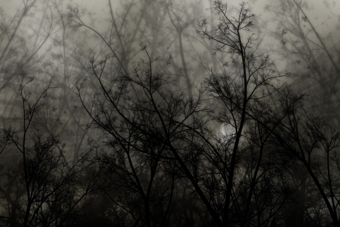 Dark Forest screenshot #1 480x320