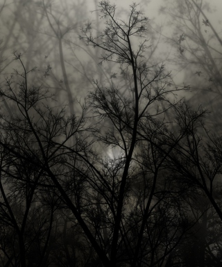 Dark Forest - Obrázkek zdarma pro 640x1136