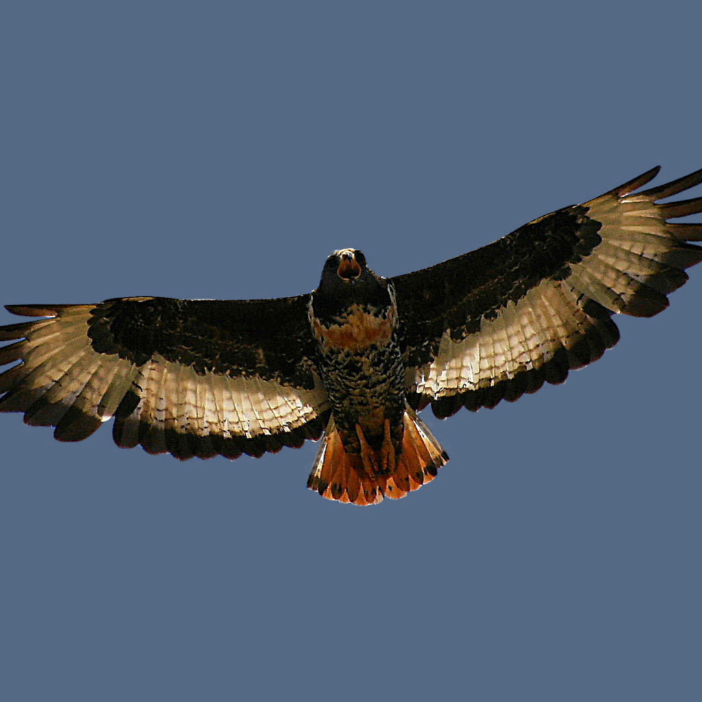 Sfondi Jackal Buzzard 1024x1024