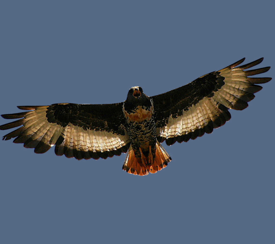 Sfondi Jackal Buzzard 1080x960