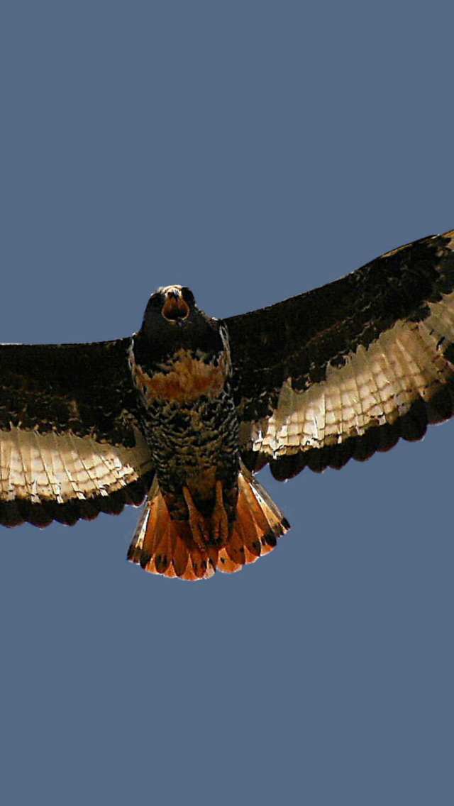 Jackal Buzzard wallpaper 640x1136