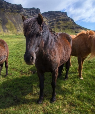 Wild Ponies - Obrázkek zdarma pro Sharp 880SH