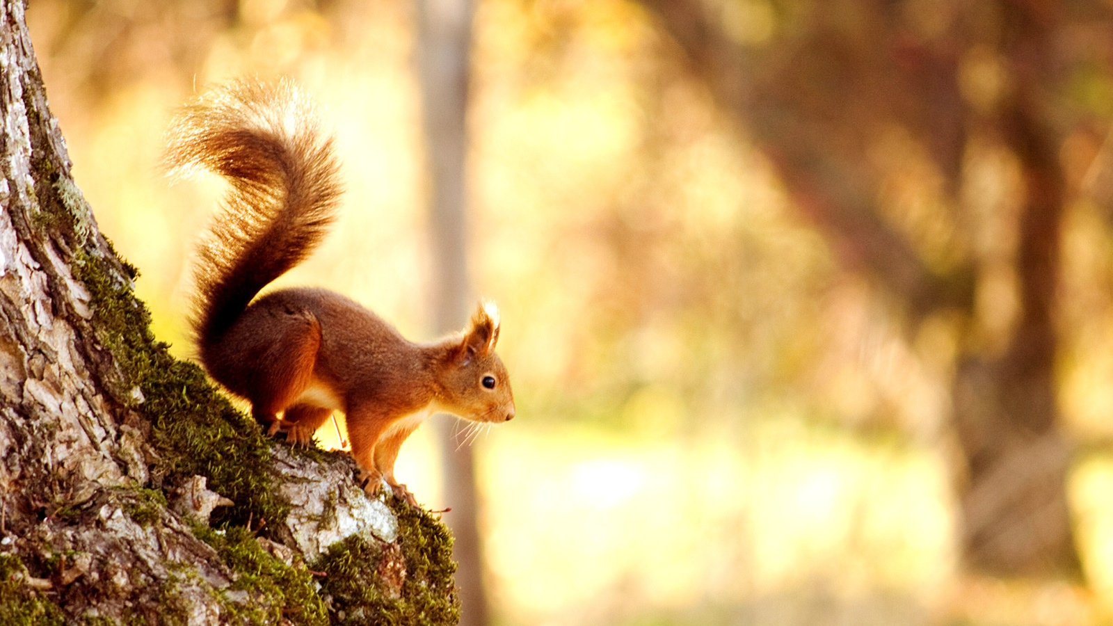 Sfondi Squirrel 1600x900