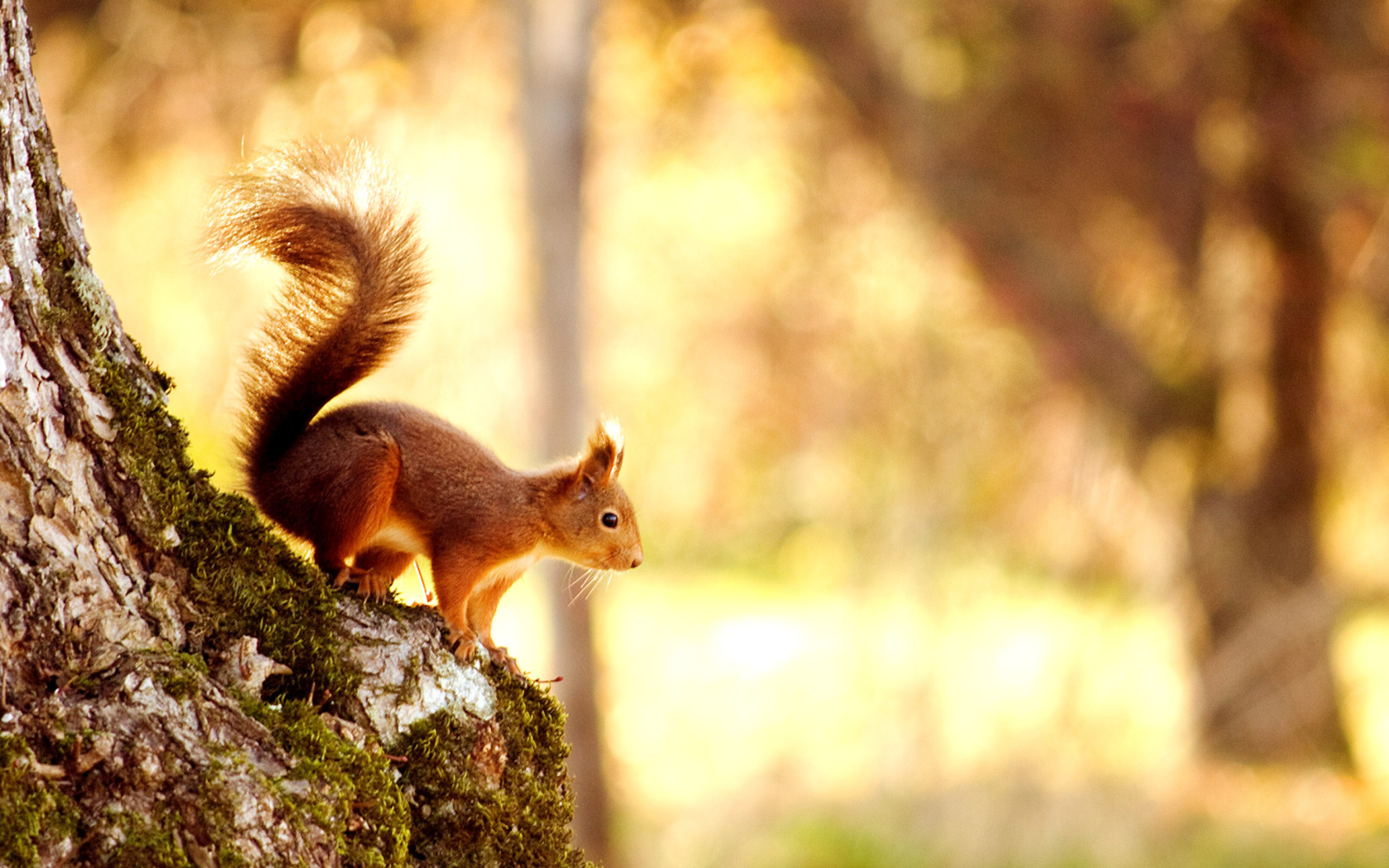 Squirrel wallpaper 1680x1050