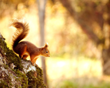 Squirrel wallpaper 220x176