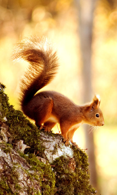 Fondo de pantalla Squirrel 240x400