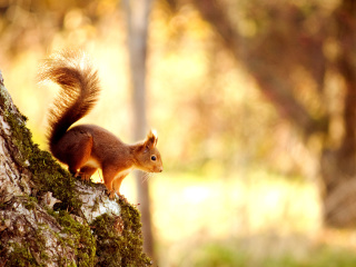 Squirrel wallpaper 320x240