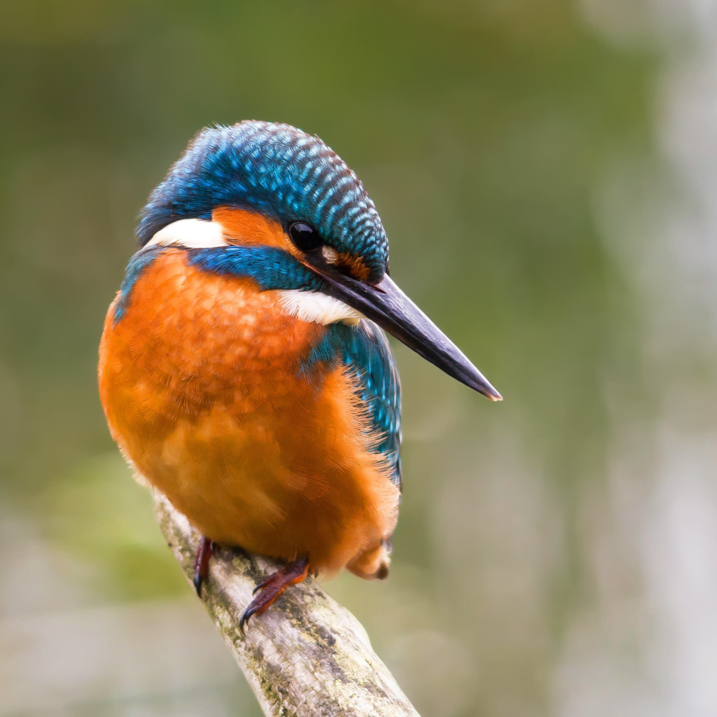 Kingfisher screenshot #1 1024x1024