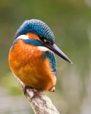 Sfondi Kingfisher 128x160