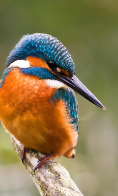 Kingfisher screenshot #1 240x400