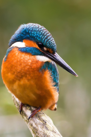 Kingfisher screenshot #1 320x480