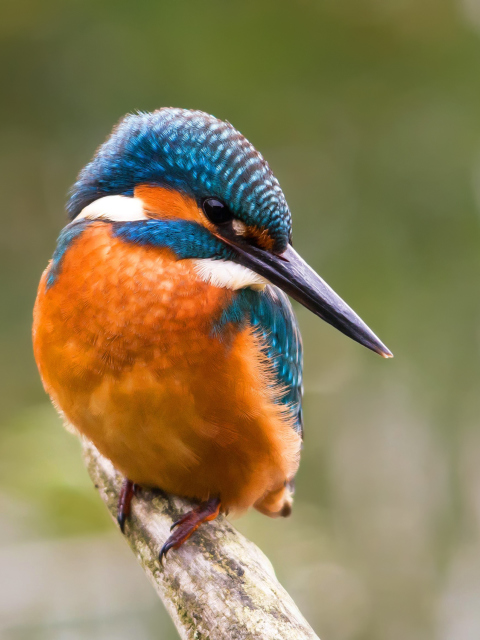 Kingfisher wallpaper 480x640