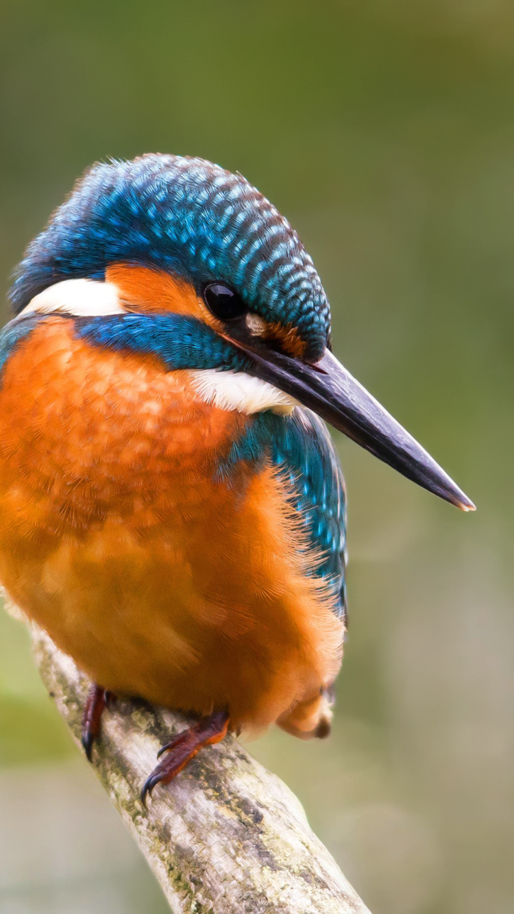 Fondo de pantalla Kingfisher 750x1334