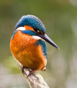 Kingfisher - Obrázkek zdarma pro 768x1280