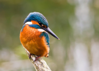 Free Kingfisher Picture for Android, iPhone and iPad