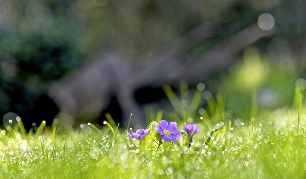 Sfondi Grass and lilac flower 1024x600