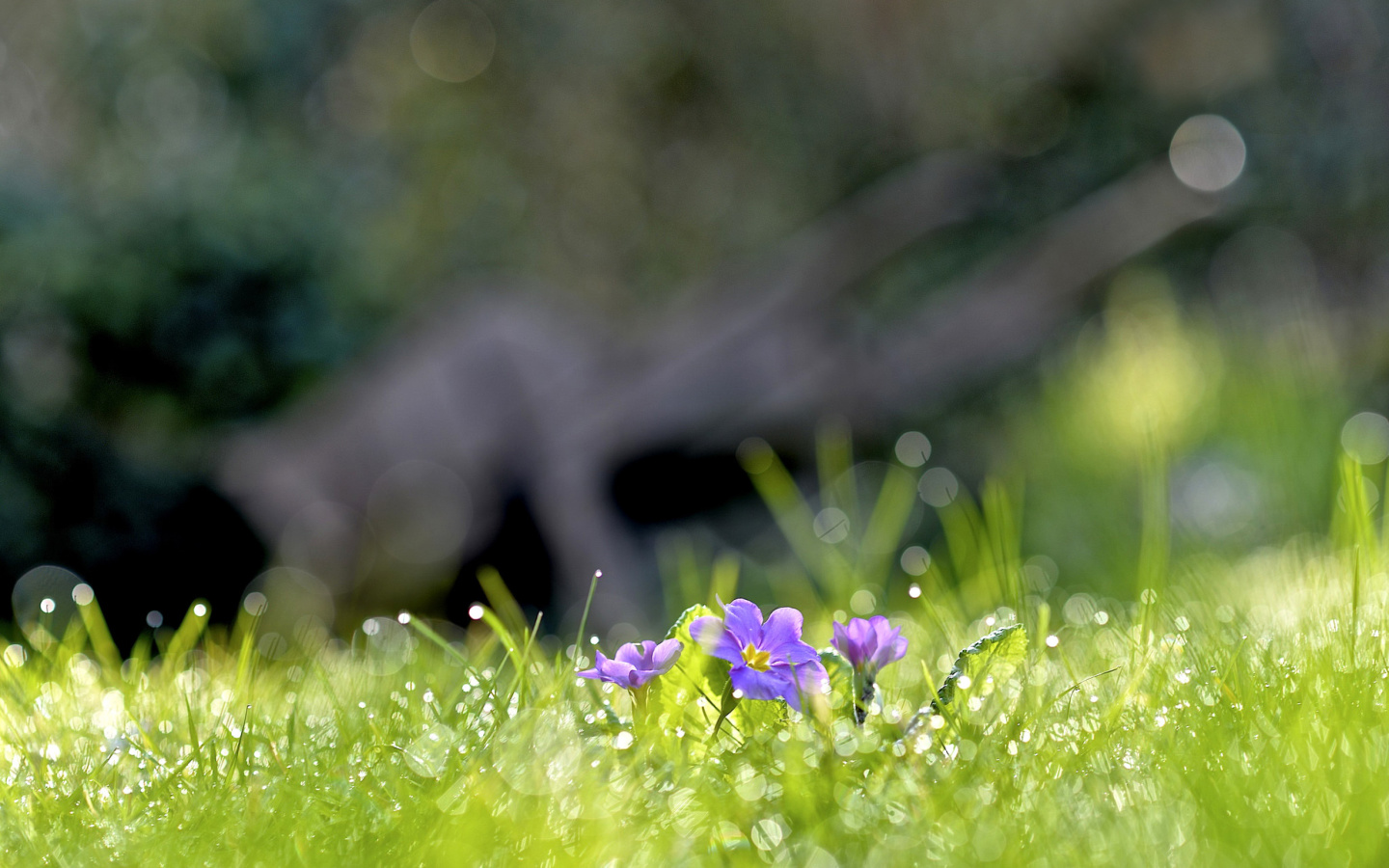 Fondo de pantalla Grass and lilac flower 1440x900