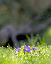 Grass and lilac flower screenshot #1 176x220