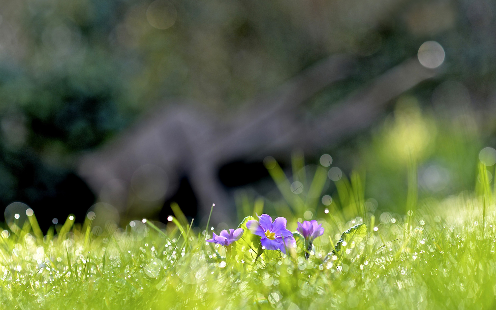 Обои Grass and lilac flower 1920x1200