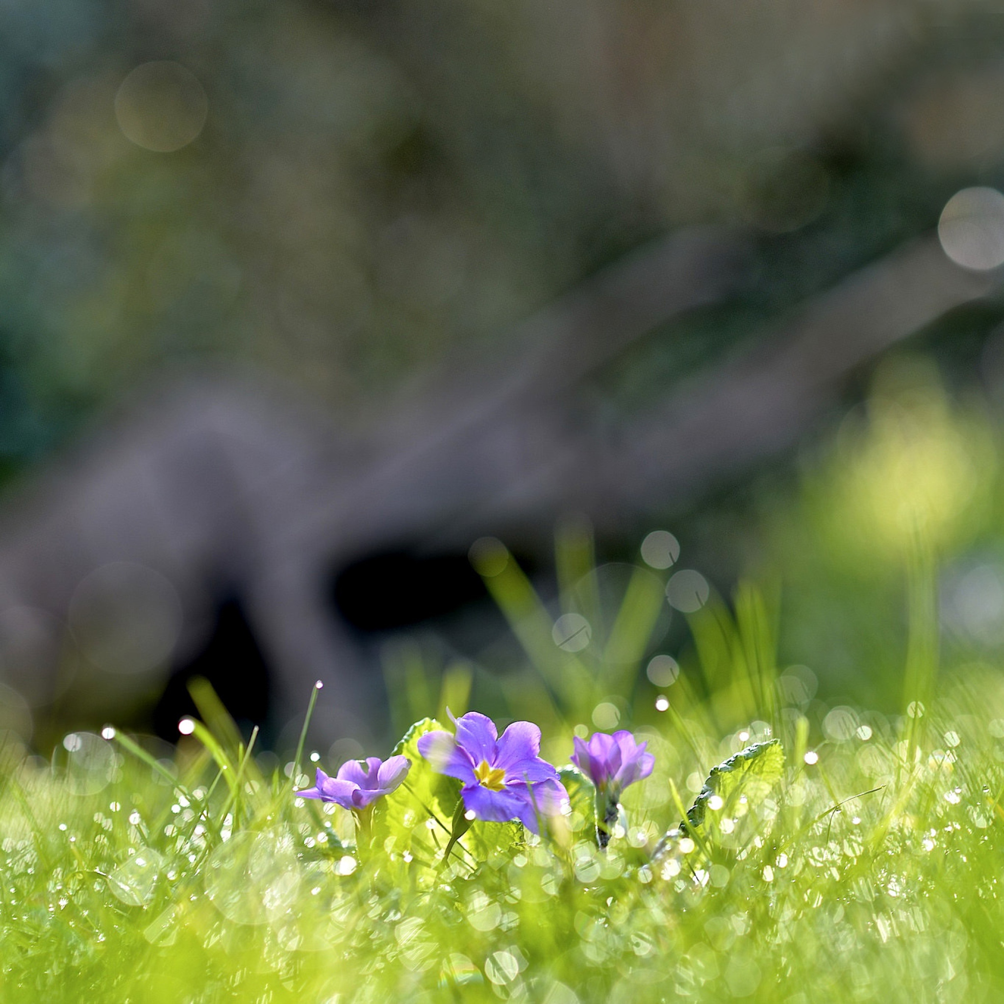 Das Grass and lilac flower Wallpaper 2048x2048