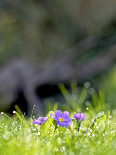 Das Grass and lilac flower Wallpaper 240x320