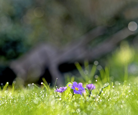 Das Grass and lilac flower Wallpaper 480x400