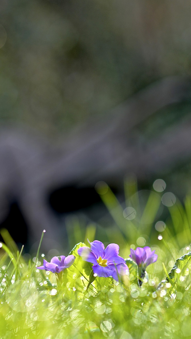 Обои Grass and lilac flower 640x1136