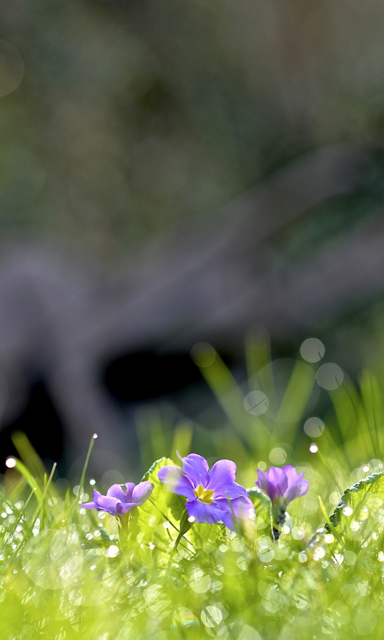 Обои Grass and lilac flower 768x1280