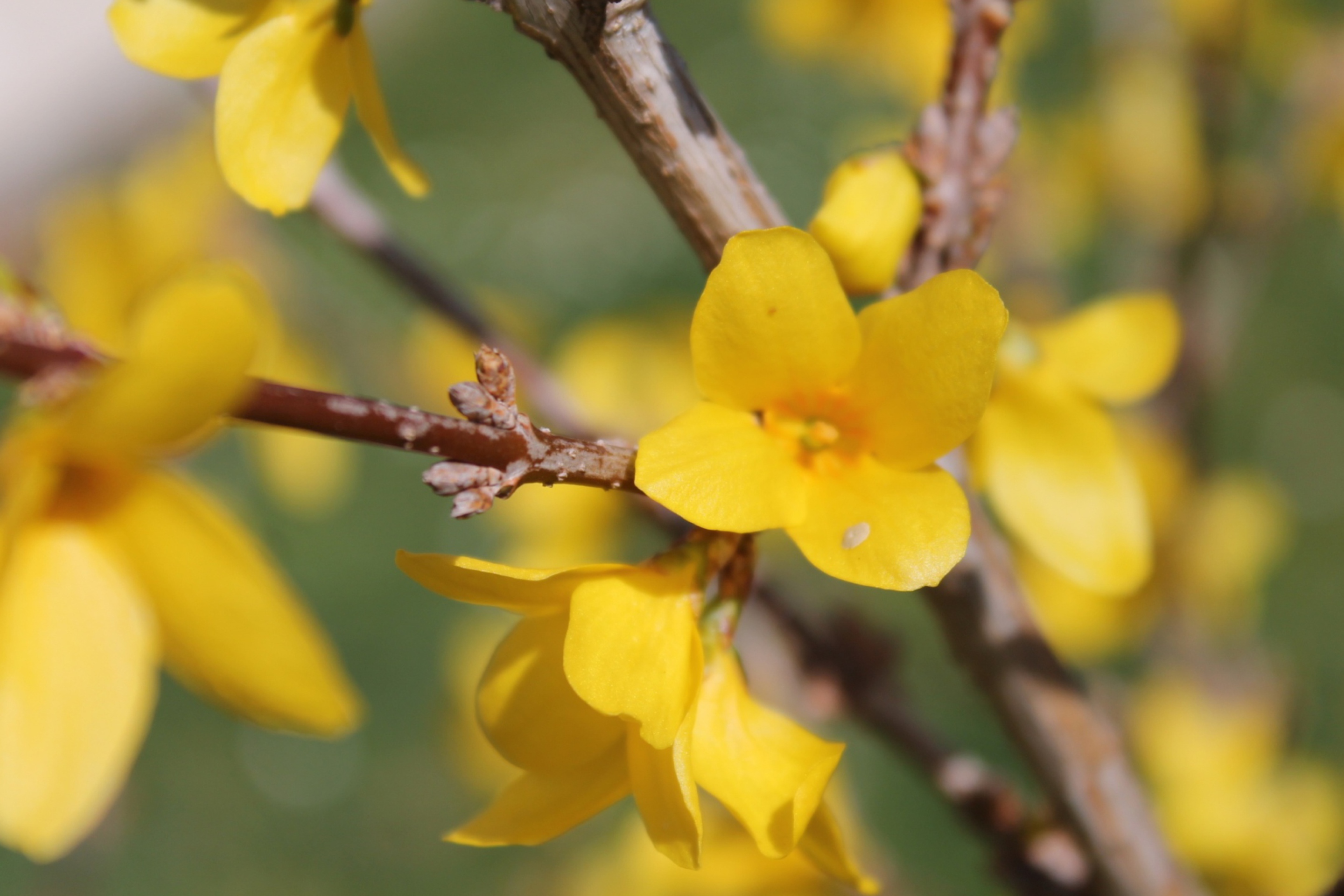 Spring Blossom wallpaper 2880x1920