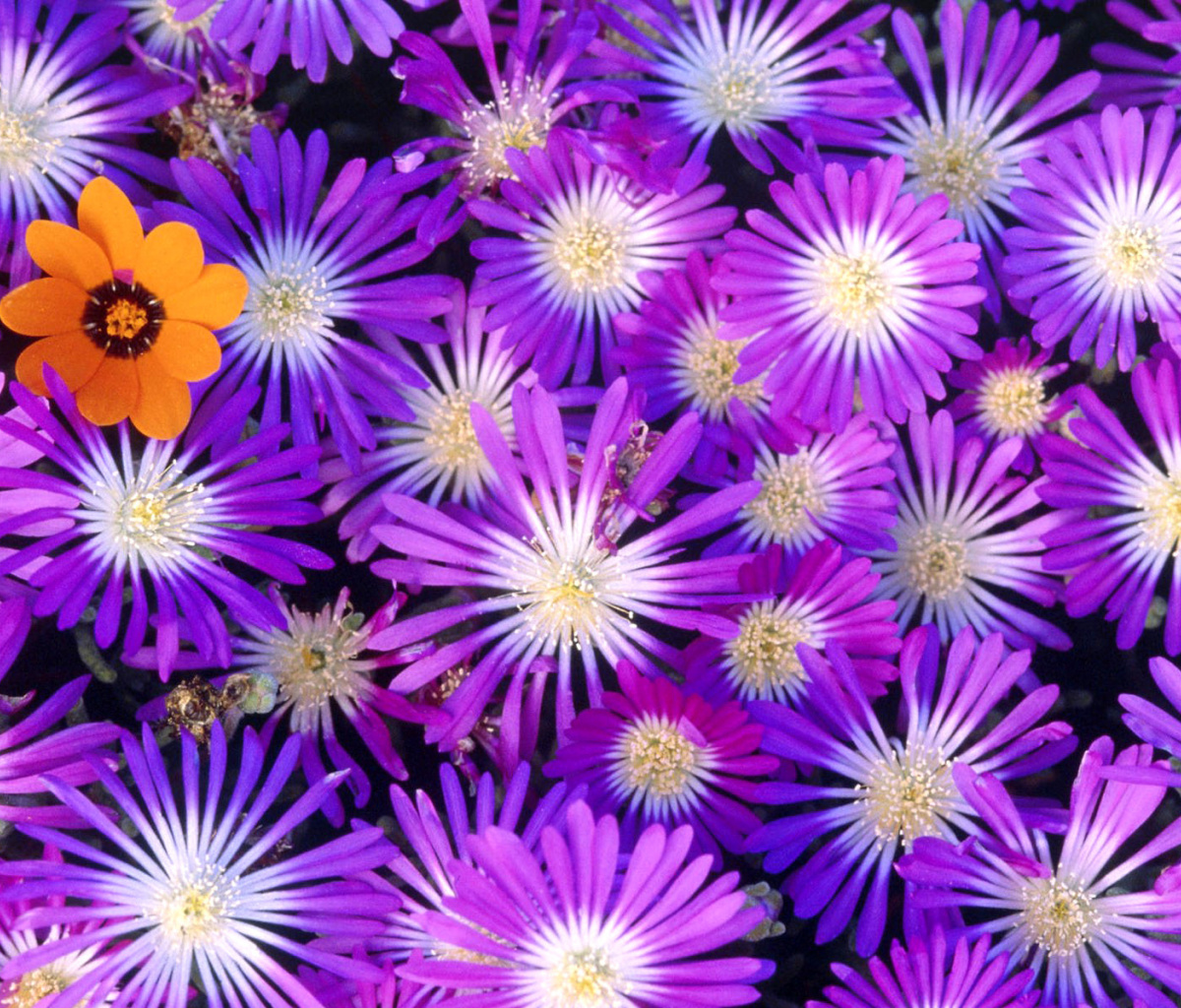 Das Purple Colour Flowers Wallpaper 1200x1024