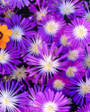 Обои Purple Colour Flowers 128x160